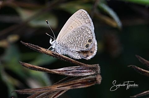 Two Spotted Line Blue (Nacaduba biocellata), Lycaenidae Sp.  Geotagged,Indonesia,Nacaduba biocellata