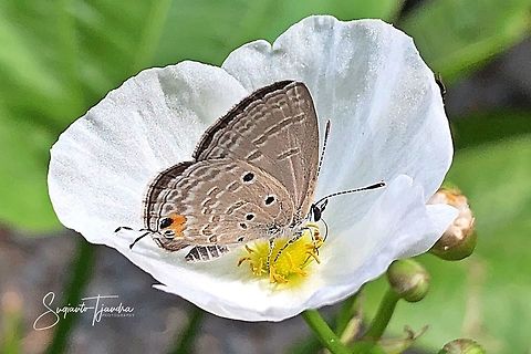 The Plains Cubid/Cycad Blue Butterfly (Chilades pandava)  Chilades pandava,Geotagged,Indonesia,Plains Cupid,Winter