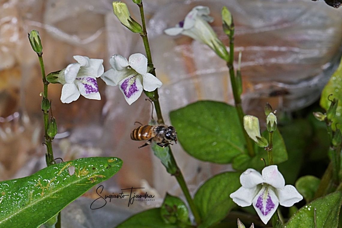 Honey bee  Geotagged,Indonesia,Winter