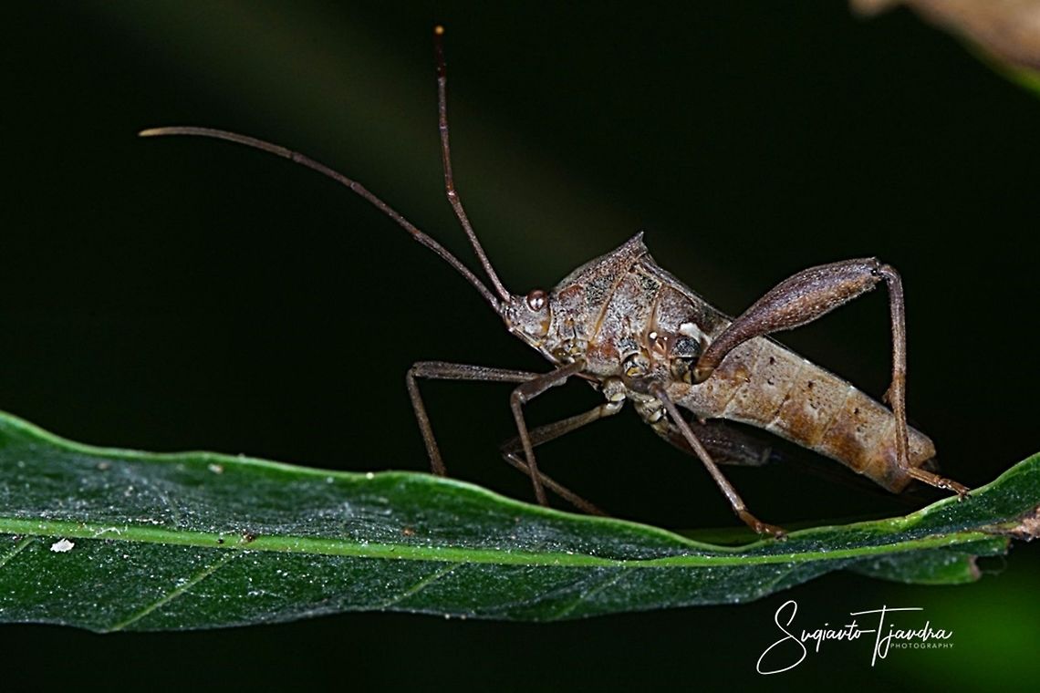 Brown leaf footed bug (Coreidae)  Geotagged,Indonesia,Winter