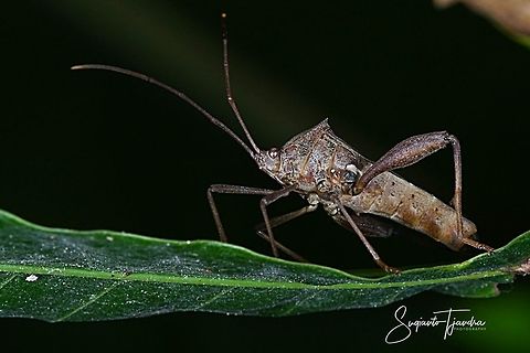 Brown leaf footed bug (Coreidae)  Geotagged,Indonesia,Winter