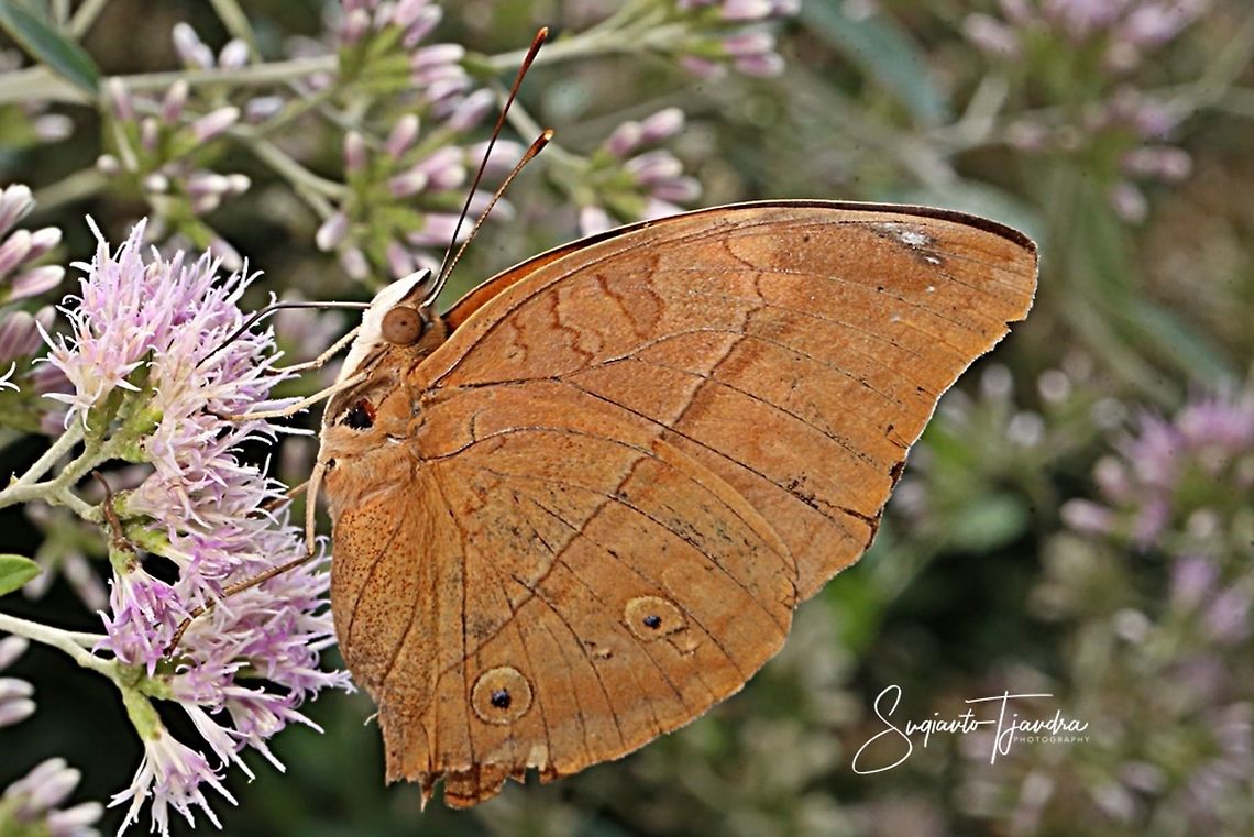 Autumn leaf butterfly, Doleschallia bisaltide - lowerside  Autumn Leaf,Doleschallia bisaltide,Geotagged,Indonesia,Winter