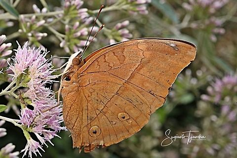 Autumn leaf butterfly, Doleschallia bisaltide - lowerside  Autumn Leaf,Doleschallia bisaltide,Geotagged,Indonesia,Winter