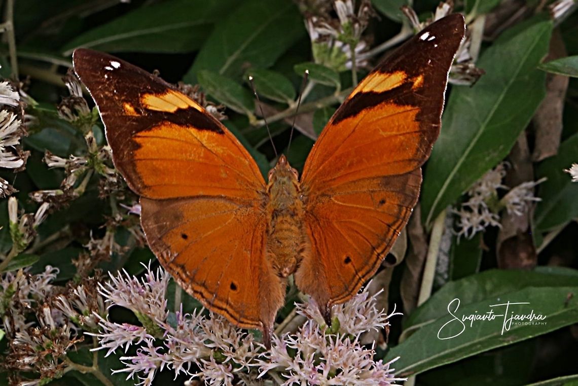 Autumn leaf butterfly, Doleschallia bisaltide - Upper side  Autumn Leaf,Doleschallia bisaltide,Geotagged,Indonesia,Winter