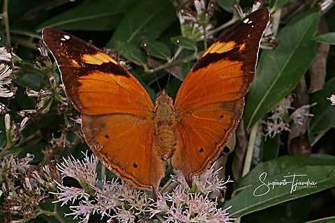Autumn leaf butterfly, Doleschallia bisaltide - Upper side  Autumn Leaf,Doleschallia bisaltide,Geotagged,Indonesia,Winter