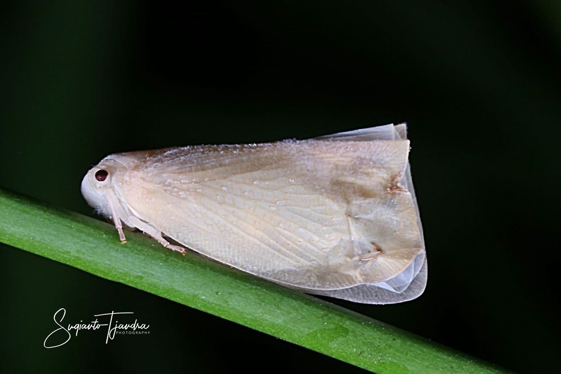 White planthopper  Geotagged,Indonesia,Winter
