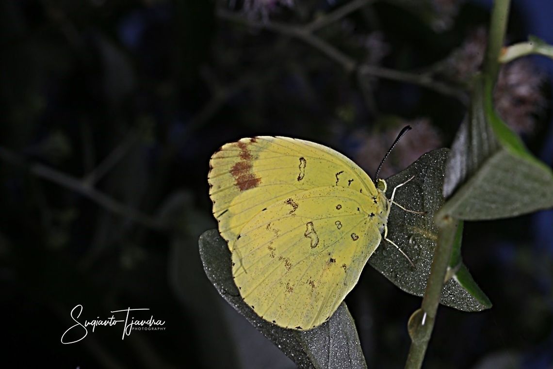 Three Spot Grass Yellow, Eurema blanda  Eurema blanda,Geotagged,Indonesia,Three-spot grass yellow,Winter