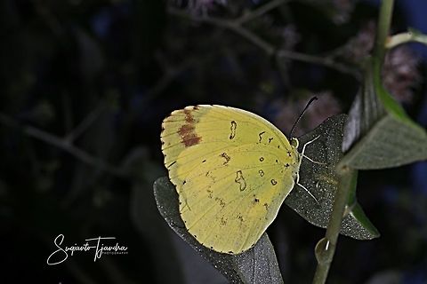 Three Spot Grass Yellow, Eurema blanda  Eurema blanda,Geotagged,Indonesia,Three-spot grass yellow,Winter