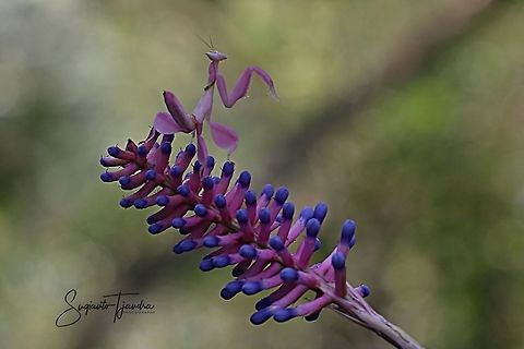 Pink Orchid Mantis, Hymenopus Coronatus  Geotagged,Hymenopus coronatus,Indonesia,Malaysian Orchid Mantis,Spring