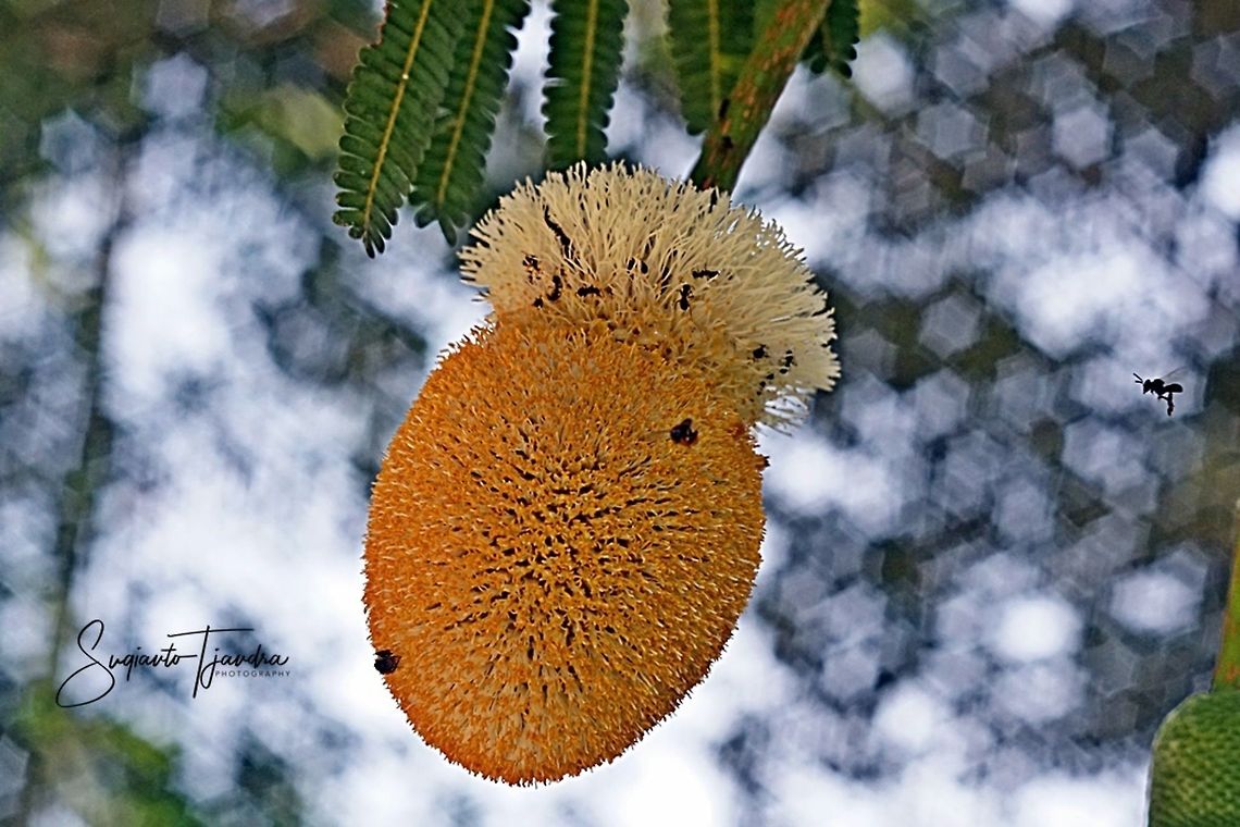 Stingless honey bee (Meliponini) "looking for nectar on the Petai's flower"  Geotagged,Indonesia,Spring