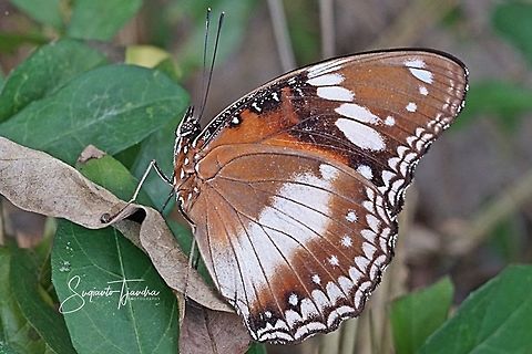 The great eggfly, Hypolimnas bolina - female (lower side)  Geotagged,Great Eggfly,Hypolimnas bolina,Indonesia,Spring