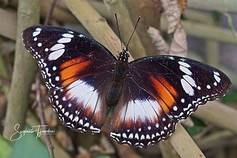 The great eggfly, Hypolimnas bolina - female (upper side)  Geotagged,Great Eggfly,Hypolimnas bolina,Indonesia,Spring