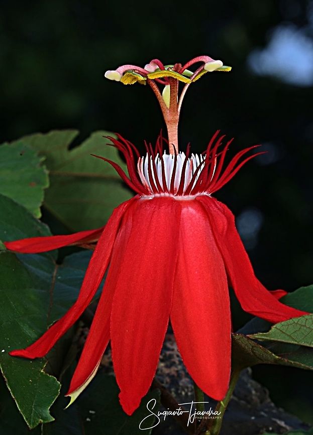 The Crimson Passion Flower, PassifloraVitifolia (Passifloraceae)  Crimson passion flower,Geotagged,Indonesia,Passiflora vitifolia,Winter