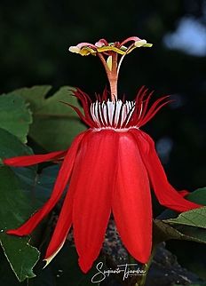 The Crimson Passion Flower, PassifloraVitifolia (Passifloraceae)  Crimson passion flower,Geotagged,Indonesia,Passiflora vitifolia,Winter