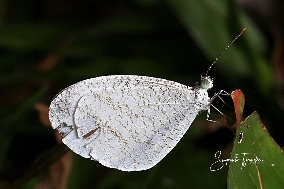 Leptosia nina fumigata, the psyche  Geotagged,Indonesia,Leptosia nina,Psyche,Winter
