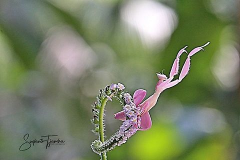 "Dancing on the Flower "  Pink Orchid Mantis, Hymenopus Coronatus  Geotagged,Hymenopus coronatus,Indonesia,Malaysian Orchid Mantis,Spring