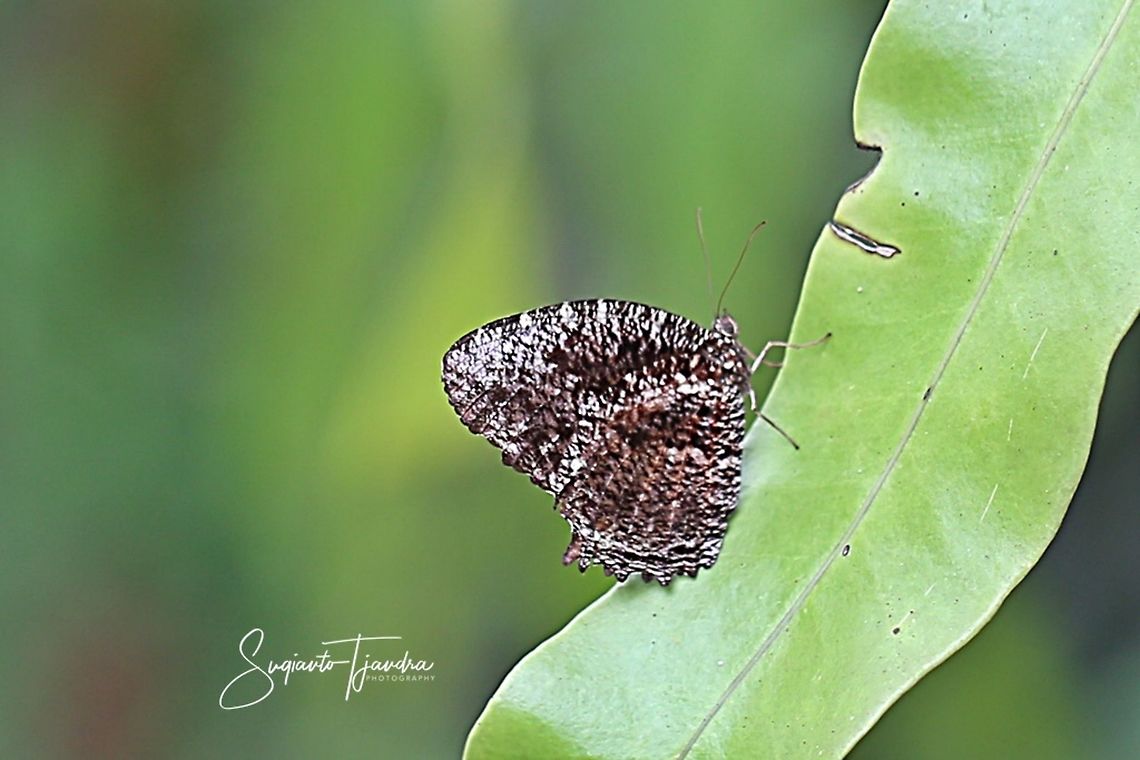 Tiger Palmfly (Elymnias nesaea lioneli)  Elymnias nesaea,Geotagged,Indonesia,Winter