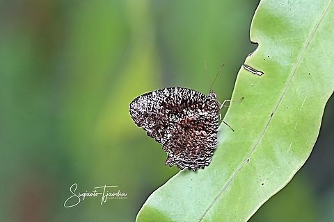Tiger Palmfly (Elymnias nesaea lioneli)  Elymnias nesaea,Geotagged,Indonesia,Winter