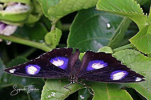 The great eggfly, Hypolimnas bolina - male (upper side)  Geotagged,Great Eggfly,Hypolimnas bolina,Indonesia,Winter
