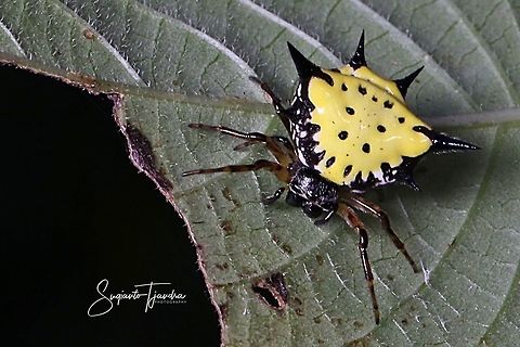 Hasselt's spiny spider, Gasteracantha hasselti, Araneidae Sp.  Gasteracantha hasselti,Geotagged,Hasselt's spiny spider,Indonesia,Winter