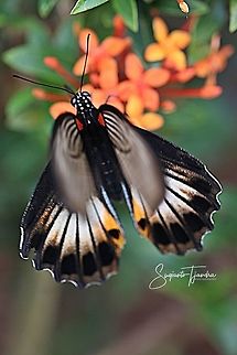 The great Mormon, Papilio memnon (Papilionidae) - female  Geotagged,Great Mormon,Indonesia,Papilio memnon,Winter