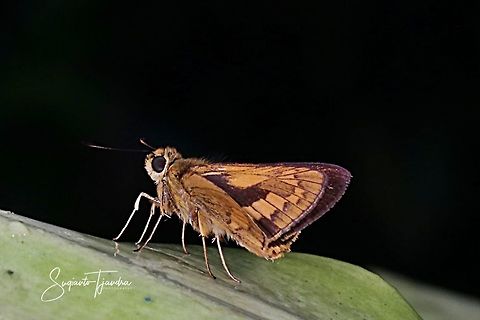 Skipper Butterly, Telicota Besta  Geotagged,Indonesia,Telicota besta,Winter