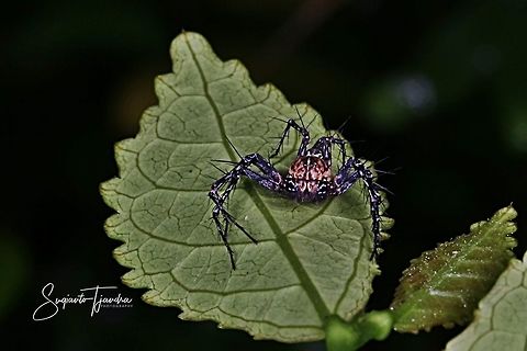 Dark Brown Lynx Spider, Hamataliwa Sp  Geotagged,Indonesia,Winter