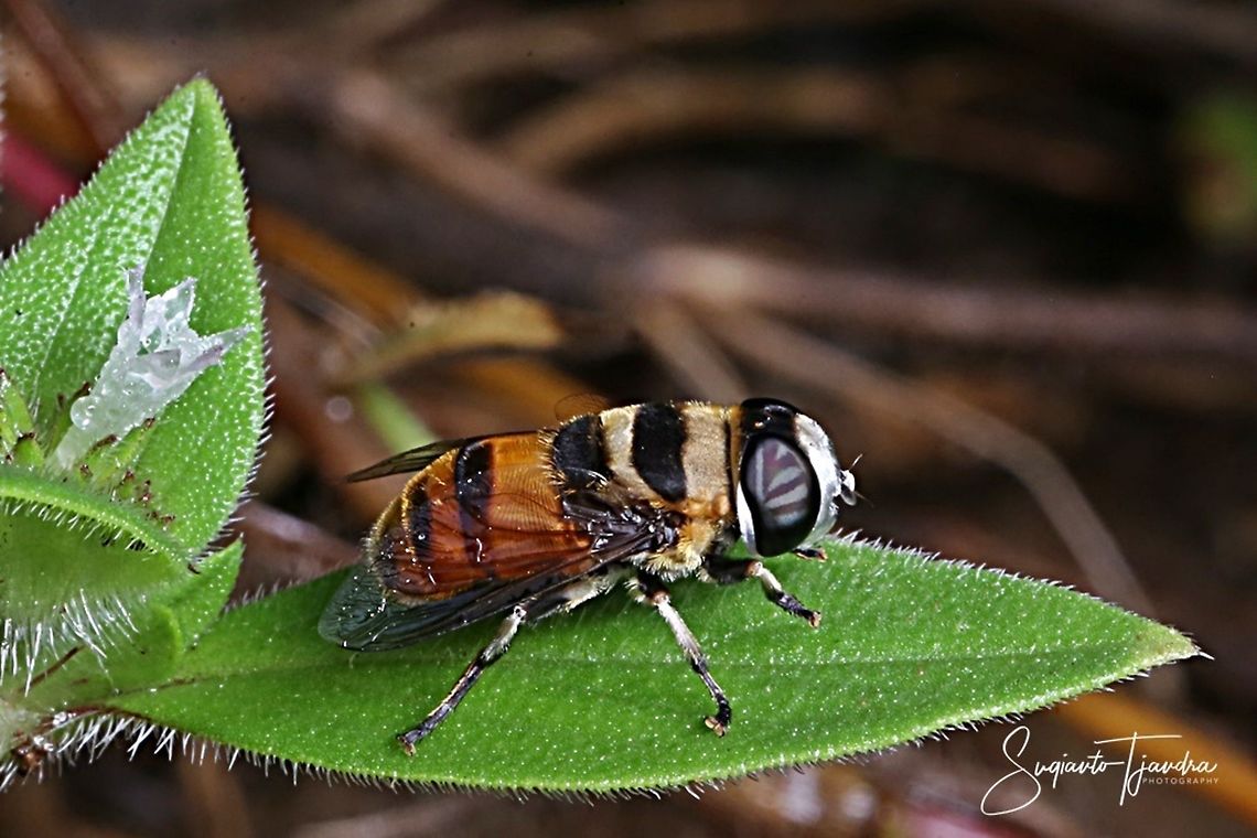 Hoverfly (Palpada vinetorum ????)  Geotagged,Indonesia,Winter