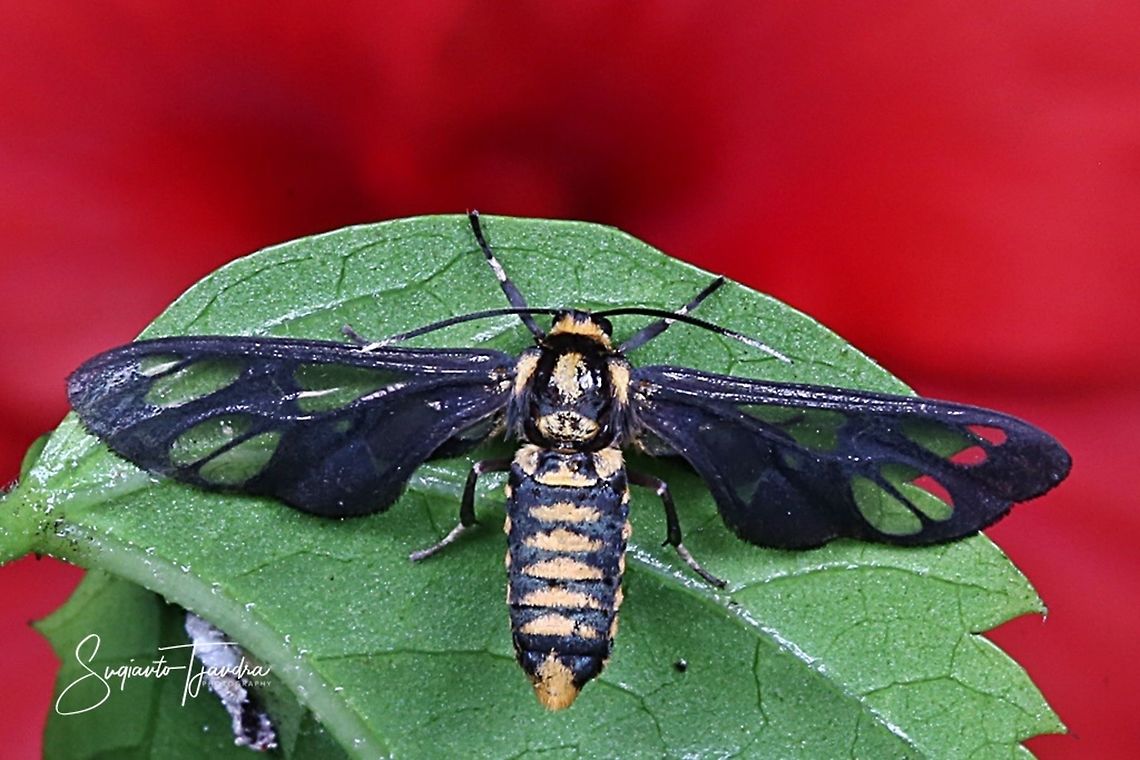 Ceryx claremontii Moth  Ceryx claremonti,Geotagged,Indonesia,Summer,Winter