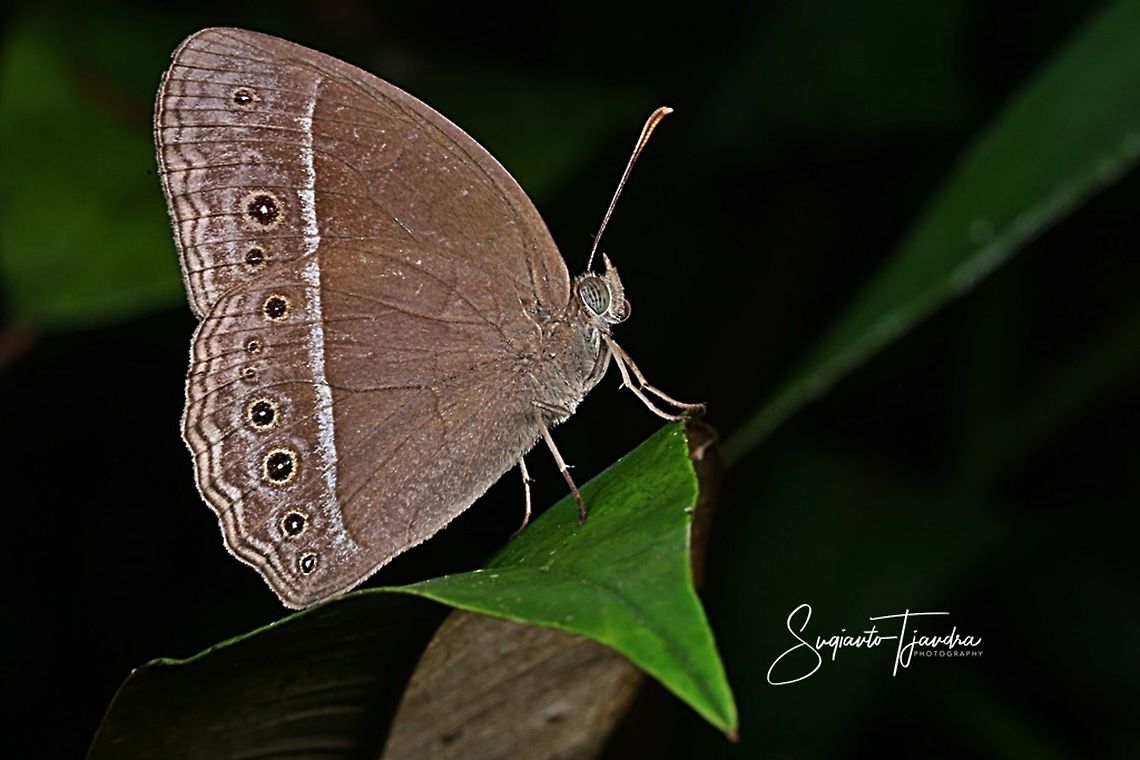 Mycalesis perseoides (Burmese Bushbrown)  Geotagged,Indonesia,Mycalesis perseoides,Pachmarhi bushbrown,Winter