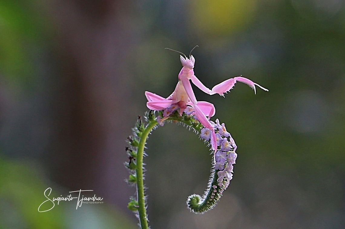 Pink Orchid Mantis, Hymenopus Coronatus  Geotagged,Hymenopus coronatus,Indonesia,Malaysian Orchid Mantis,Spring