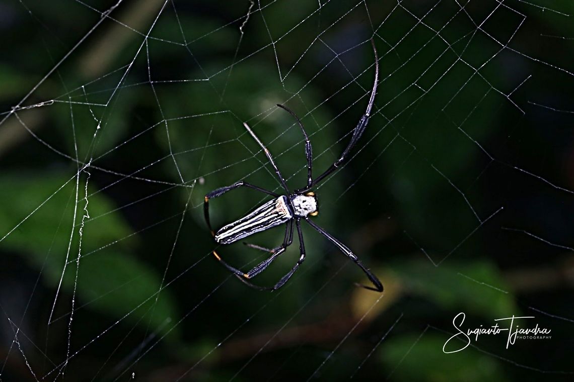 NEPHILA SPIDER  Geotagged,Indonesia,Winter