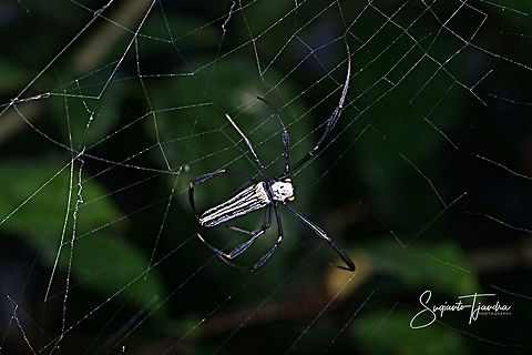 NEPHILA SPIDER  Geotagged,Indonesia,Winter