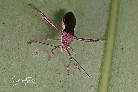 Big-legged bug  Geotagged,Indonesia,Winter