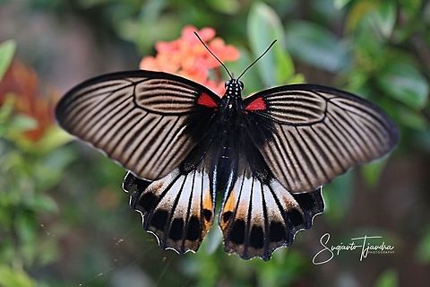 The great Mormon, Papilio memnon (Papilionidae) - female  Geotagged,Great Mormon,Indonesia,Papilio memnon,Winter