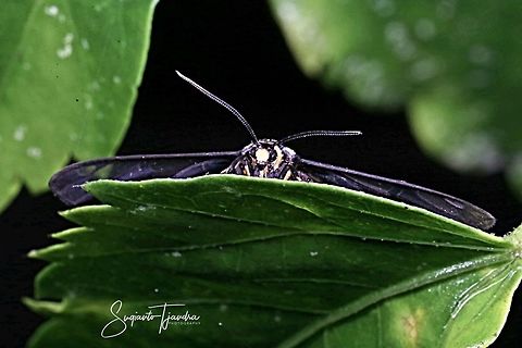 Ceryx claremontii Moth  Ceryx claremonti,Geotagged,Indonesia,Winter