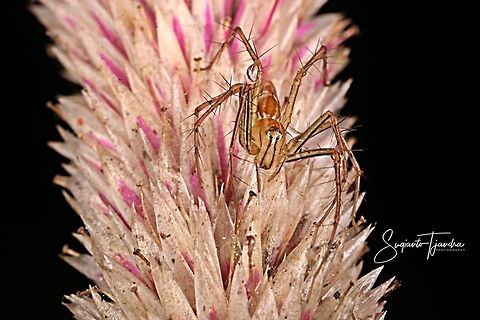 Lynx Spider  Geotagged,Indonesia,Winter