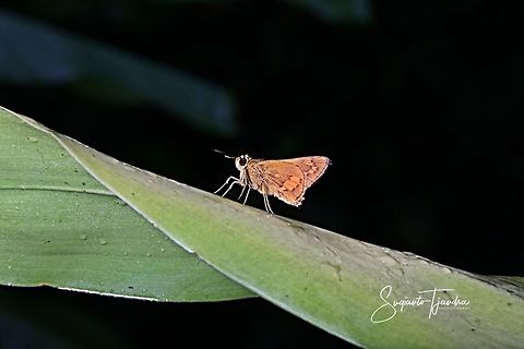 Skipper Butterly, Tellicota Besta  Geotagged,Indonesia,Telicota besta,Tellicota Besta,Winter