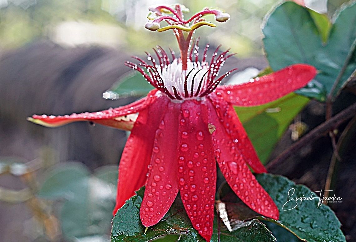 The Crimson Passion Flower, Passiflora Vitifolia (Passifloraceae)  Geotagged,Indonesia,Passiflora vitifolia,Perfumed passionflower,Spring