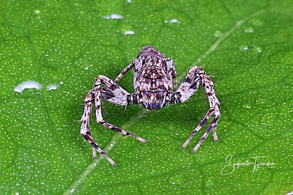 Dark Brown Lynx Spider, Hamataliwa Sp  Geotagged,Indonesia,Winter