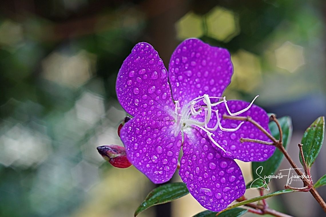 Princess Flower, Tibouchina urvilleana (Melastomataceae Sp)  Geotagged,Indonesia,Spring,Tibouchina urvilleana