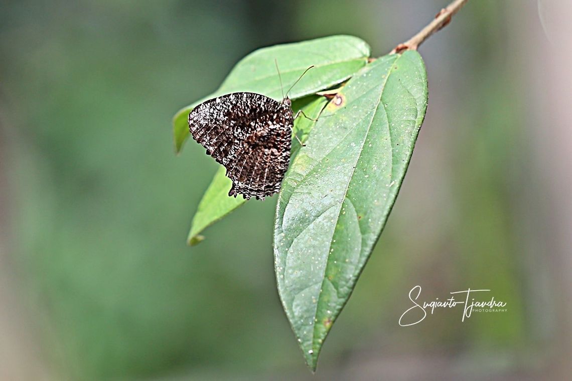 Tiger palmfly - Elymnias nesaea  Elymnias nesaea,Geotagged,Indonesia,Tiger palmfly,Winter