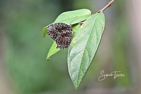 Tiger palmfly - Elymnias nesaea  Elymnias nesaea,Geotagged,Indonesia,Tiger palmfly,Winter