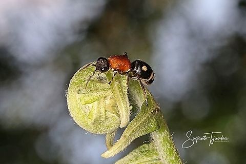 Velvet Ant Wasp (MUTILLIDAE)  Geotagged,Indonesia,Spring