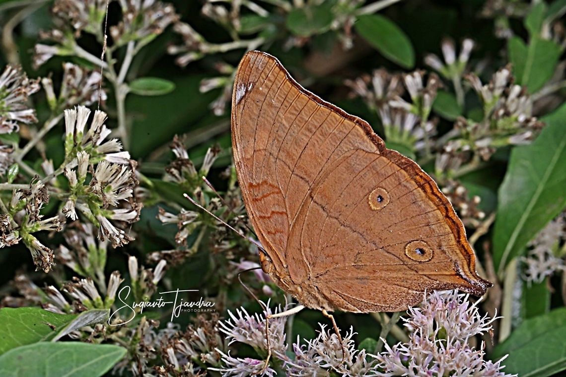 Autumn leaf butterfly, Doleschallia bisaltide  Autumn Leaf,Doleschallia bisaltide,Geotagged,Indonesia,Winter