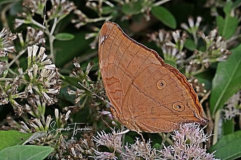 Autumn leaf butterfly, Doleschallia bisaltide  Autumn Leaf,Doleschallia bisaltide,Geotagged,Indonesia,Winter