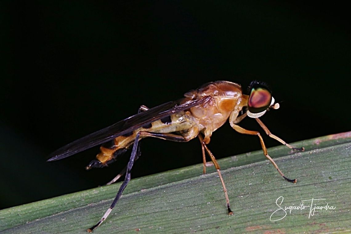 Yellow Soldier fly, Ptecticus elongatus, Stratiomyidae Sp.  Geotagged,Indonesia,Ptecticus elongatus,Spring