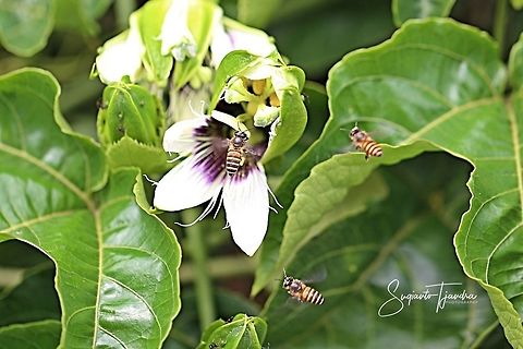 Honey bee - looking for nectar  Geotagged,Indonesia,Winter