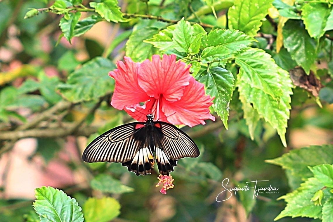 The great Mormon, Papilio memnon (Papilionidae) - female  Geotagged,Great Mormon,Indonesia,Papilio memnon,Winter