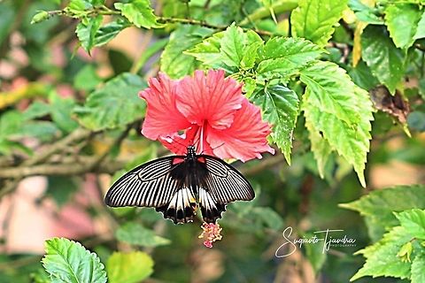 The great Mormon, Papilio memnon (Papilionidae) - female  Geotagged,Great Mormon,Indonesia,Papilio memnon,Winter